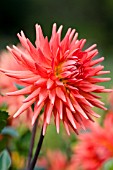 DAHLIA ROCLIFFE BILLY