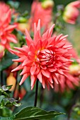 DAHLIA ROCLIFFE BILLY