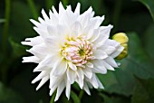 DAHLIA MAYAN SWAN