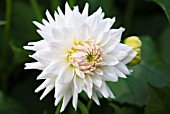 DAHLIA MAYAN SWAN