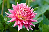 DAHLIA KILBURN FIESTA