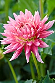 DAHLIA KILBURN FIESTA