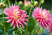 DAHLIA KILBURN FIESTA