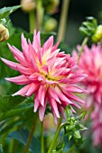 DAHLIA KILBURN FIESTA