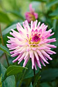 DAHLIA HAPET IDEAL