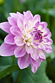 DAHLIA BLUE WISH