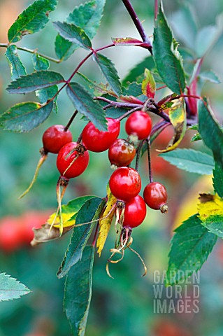 ROSA_GLAUCA_SYN_ROSA_RUBRIFOLIA