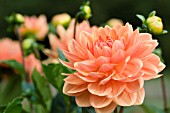 DAHLIA RANCHO