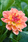 DAHLIA PAM HOWDEN