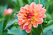 DAHLIA PAM HOWDEN