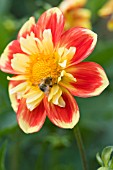 DAHLIA POOH SWAN ISLAND WITH BEE