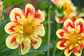 DAHLIA POOH SWAN ISLAND