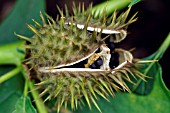 DATURA STRAMONIUM,   MOONFLOWER