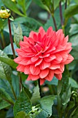 DAHLIA STADT SPREMBERG