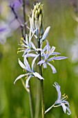 CAMASSIA CUSICKII