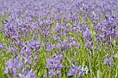 CAMASSIA LEICHTLINII SUBS SUKSDORFII CAERULEA GROUP