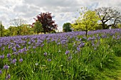 CAMASSIA LEICHTLINII SUBS SUKSDORFII CAERULEA GROUP AT RHS WISLEY