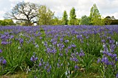 CAMASSIA LEICHTLINII SUBS SUKSDORFII CAERULEA GROUP AT RHS WISLEY