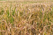 BARLEY HORDEUM VULGARE