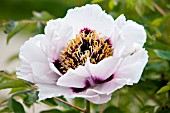 PAEONIA ROCKII