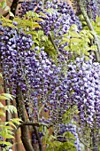 WISTERIA FLORIBUNDA YAE-KOKURYA