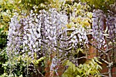 WISTERIA FLORIBUNDA MULTIJUGA