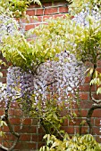 WISTERIA FLORIBUNDA MULTIJUGA