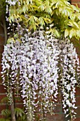 WISTERIA FLORIBUNDA MULTIJUGA