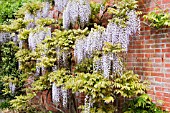 WISTERIA FLORIBUNDA MULTIJUGA