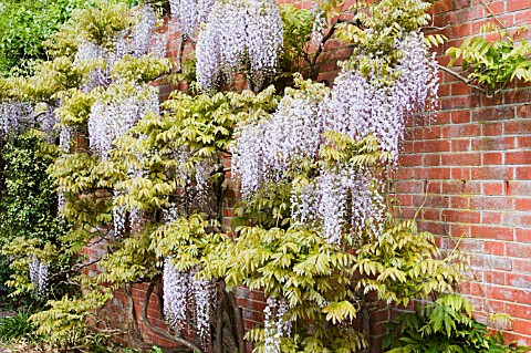 WISTERIA_FLORIBUNDA_MULTIJUGA