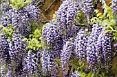 WISTERIA FLORIBUNDA YAE-KOKURYA