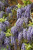 WISTERIA FLORIBUNDA YAE-KOKURYA