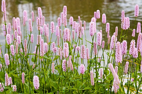 POLYGONUM_BISTORTA_SUPERBUM