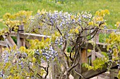 WISTERIA FLORIBUNDA MULTIJUGA