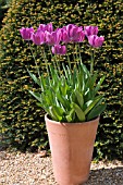 TULIPA ROYAL TWO IN CLAY POT