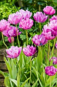 TULIPA BLUE SPECTACLE