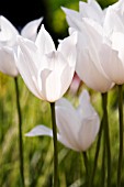 TULIPA WHITE TRIUMPHATOR