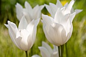 TULIPA WHITE TRIUMPHATOR