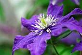 CLEMATIS RHAPSODY