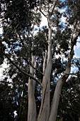 EUCALYPTUS DALRYMPLEANA