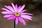 OSTEOSPERMUM ECKLONIS