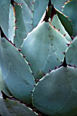 AGAVE PARRYI