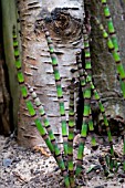 EQUISETUM FLUVIATILE