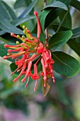 EMBOTHRIUM COCCINEUM