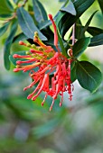 EMBOTHRIUM COCCINEUM