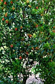 EMBOTHRIUM COCCINEUM