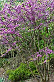 CERCIS GRIFFITHII