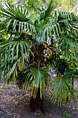 TRACHYCARPUS FORTUNEI