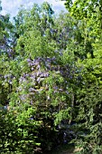 WISTERIA X FLORIBUNDA MULTIJUGA CLIMBING INTO TREES