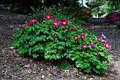 PAEONIA OFFICINALIS SUBSP. MICROCARPA